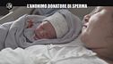RUGGERI: L'anonimo donatore di sperma