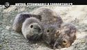 CIZCO: Caccia alla nutria