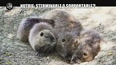 CIZCO: Caccia alla nutria
