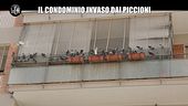 ROMA: Il condominio invaso dai piccioni