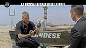 VIVIANI: La pesca illegale delle seppie