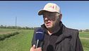 Non solo nutrie, in Veneto le campagne prese d'assalto dagli ibis
