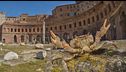 Non solo volpi e cinghiali, a Roma anche i "granchi giganti"