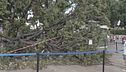 Un albero piomba sulla folla, dodici feriti a Venezia
