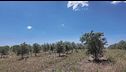In Salento le razzie dei predoni degli ulivi resistenti alla Xylella