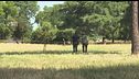 Donna e neonata trovate morte, orrore nel parco di Roma