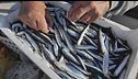 Il mare è sempre più caldo, nel Mediterraneo è allarme acciughe