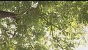 Milano, la giunta green di Sala vuole tagliare gli alberi secolari