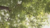 Milano, la giunta green di Sala vuole tagliare gli alberi secolari