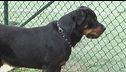 Roma, fratellini azzannati dal rottweiler della nonna