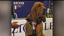 Aveva salvato 9 dispersi, polpette con chiodi al cane eroe Bruno