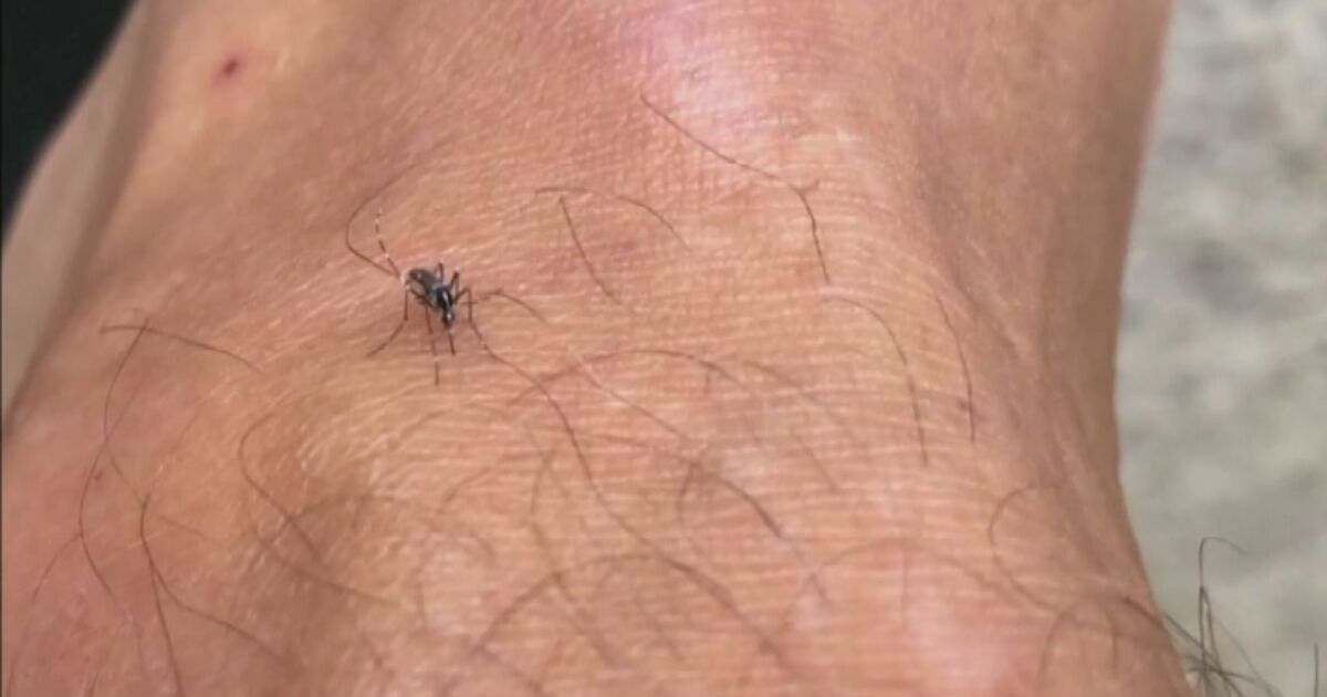 TG4: West Nile, casi raddoppiati in 24 ore, 21 a Latina, 32 in Italia Video | Mediaset Infinity
