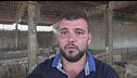 Dai pascoli alle stalle, in Maremma è tutto esaurito per la scuole di pastori