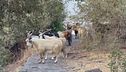 Duemila capre contro 30 residenti, legge del belato a Ginostra