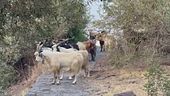 Duemila capre contro 30 residenti, legge del belato a Ginostra