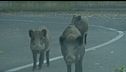 L'auto distrutta dal cinghiale? I danni li deve pagare la Regione