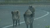 L'auto distrutta dal cinghiale? I danni li deve pagare la Regione