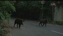 L'auto è distrutta da un cinghiale? Tocca alla regione pagare i danni