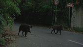 L'auto è distrutta da un cinghiale? Tocca alla regione pagare i danni
