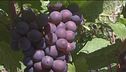 L'Italia è il primo paese al mondo per la produzione di vino