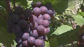L'Italia è il primo paese al mondo per la produzione di vino