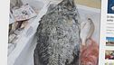 Il surriscaldamento del mare, continua l'invasione delle specie aliene