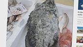 Il surriscaldamento del mare, continua l'invasione delle specie aliene