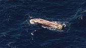 Lampedusa, si capovolge un barcone carico di migranti