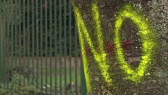 A Roma il comune contro i ciliegi secolari, ne vuole tagliare 28 ma "sono sani"