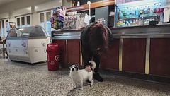 La storia di Giorgio, il cane che ogni mattina aspetta il suo padrone al bar