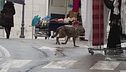 Lupo a spasso tra i banchi del mercato, "agitato e disorientato"