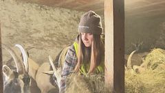 Branco di lupi assalta un gregge nel comasco, la pastorella Alicia le difende