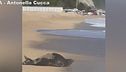 A Numana non solo le tartarughe marine, ora l'attrazione è una foca