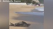 A Numana non solo le tartarughe marine, ora l'attrazione è una foca