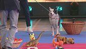 Il talento da record del cagnolino Skadi