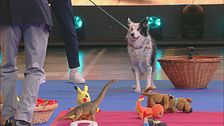 Il talento da record del cagnolino Skadi