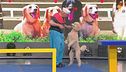 Il percorso da record del simpatico cane Pappy