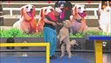 Il percorso da record del simpatico cane Pappy