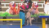 Il percorso da record del simpatico cane Pappy