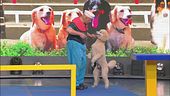 Il percorso da record del simpatico cane Pappy