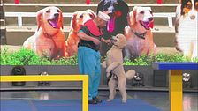 Il percorso da record del simpatico cane Pappy