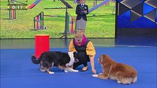 I tricks canini di Meredith e J'Adore