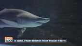 Lo squalo, l'incubo dei turisti italiani attaccati in Egitto