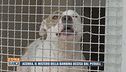 Acerra, il mistero della bambina uccisa dal pitbull