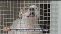 Acerra, il mistero della bambina uccisa dal pitbull