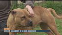 Nella mente di un cane aggressivo