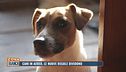 Cani in aereo, le nuove regole dividono