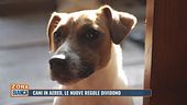 Cani in aereo, le nuove regole dividono