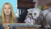 Carcere per chi maltratta gli animali, la nuova Legge Brambilla