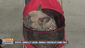 Vestiti, gioielli e lusso: animali coccolati come figli